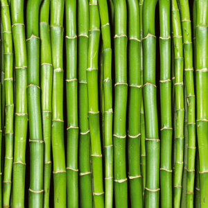 Green bamboo stalks background.