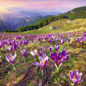 Purple crocuses bloom in mountain meadow.