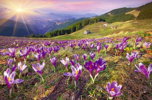 Purple crocuses bloom in mountain meadow.