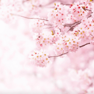 Delicate pink cherry blossoms blooming.