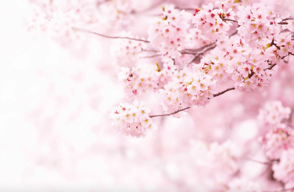 Delicate pink cherry blossoms blooming.